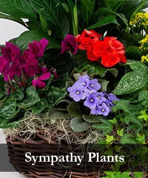 Sympathy Plants, Casket Sprays, Sympathy Flowers